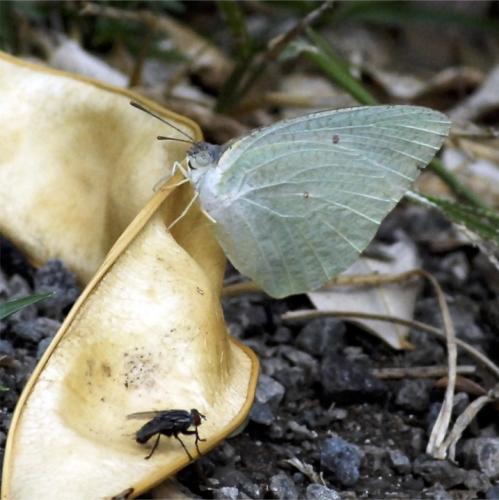 Catopsilia florella